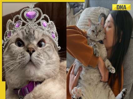 Meet world’s richest cat, has more than 4 million Instagram followers, holds Guinness World Record for…, net worth will leave you SHOCKED, it is…
