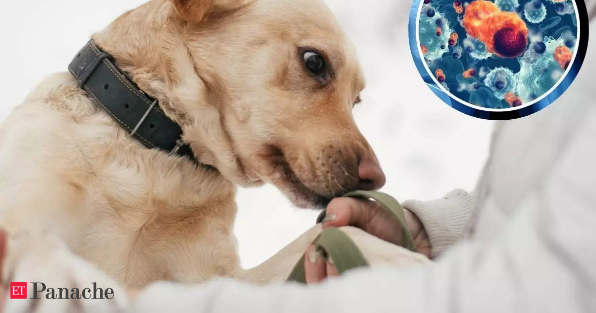 Loyal dog detects woman’s cancer days before doctor’s diagnosis. Do dogs have a sixth sense?