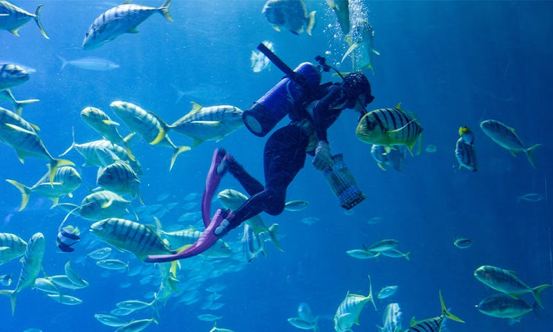 When Fish Follow You