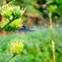 Cloaked in color: Research finds some female hummingbirds evolve male plumage to dodge aggression