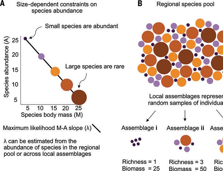 Macroecological rules predict how biomass scales with species richness in nature | Science