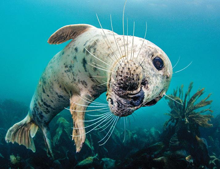 A deep dive into oxygen sensing | Science