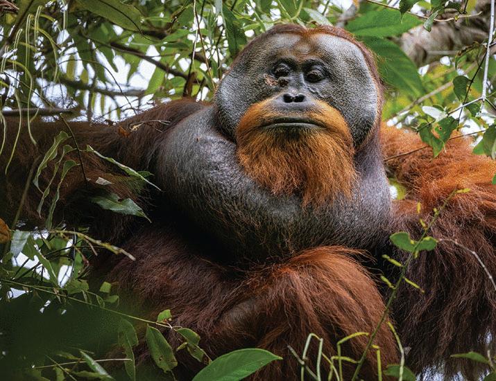 The animal apothecaries | Science