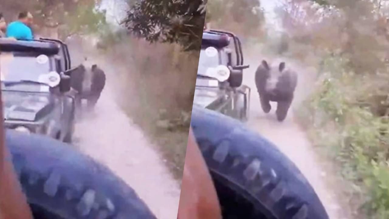 Watch: Furious Rhino Chases Safari Car, Tourists Scream in Fear in Manas National Park