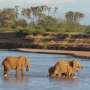 How elephants plan their journeys: New study reveals energy-saving strategies