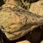 Sugar beet pulp fibers show potential for nutritional supplements and sustainable plastic alternatives