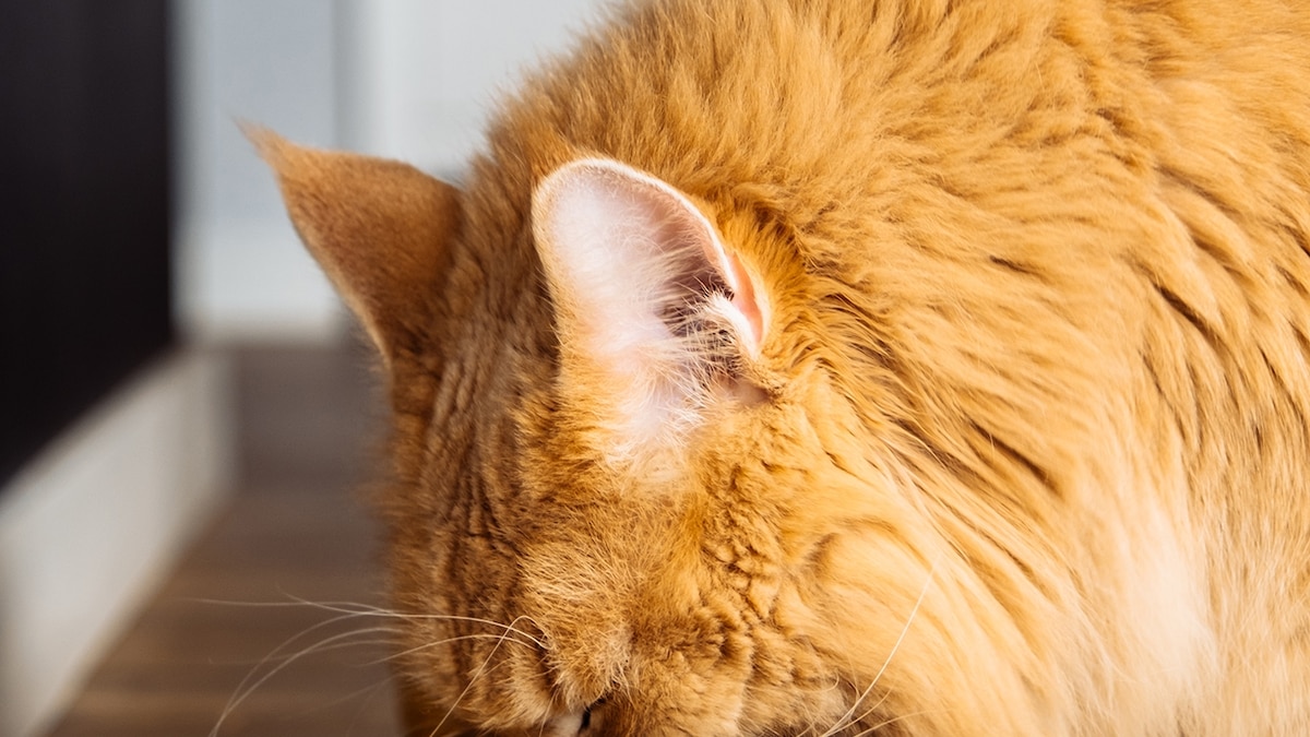 Why raw pet food isn’t worth the risk