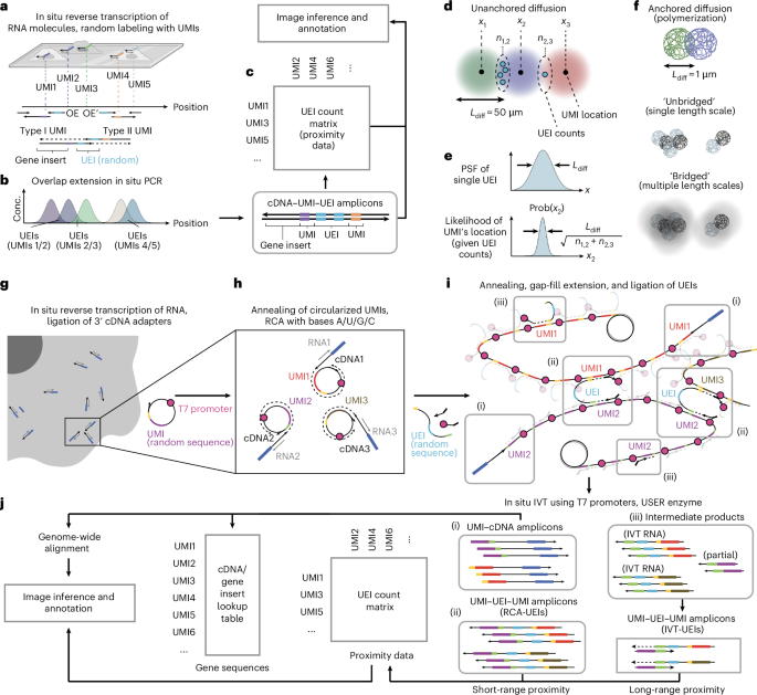 Spatial transcriptomic imaging of an intact organism using volumetric DNA microscopy