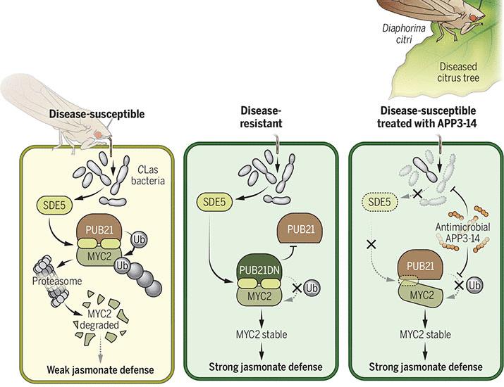 A natural defense against plant disease | Science