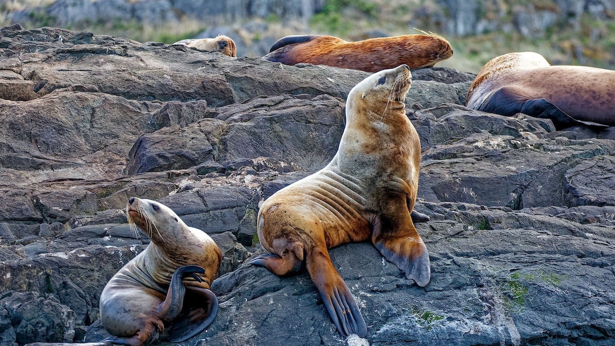 Why now’s the time to visit Canada’s Campbell River, the ‘Salmon Capital of the World’