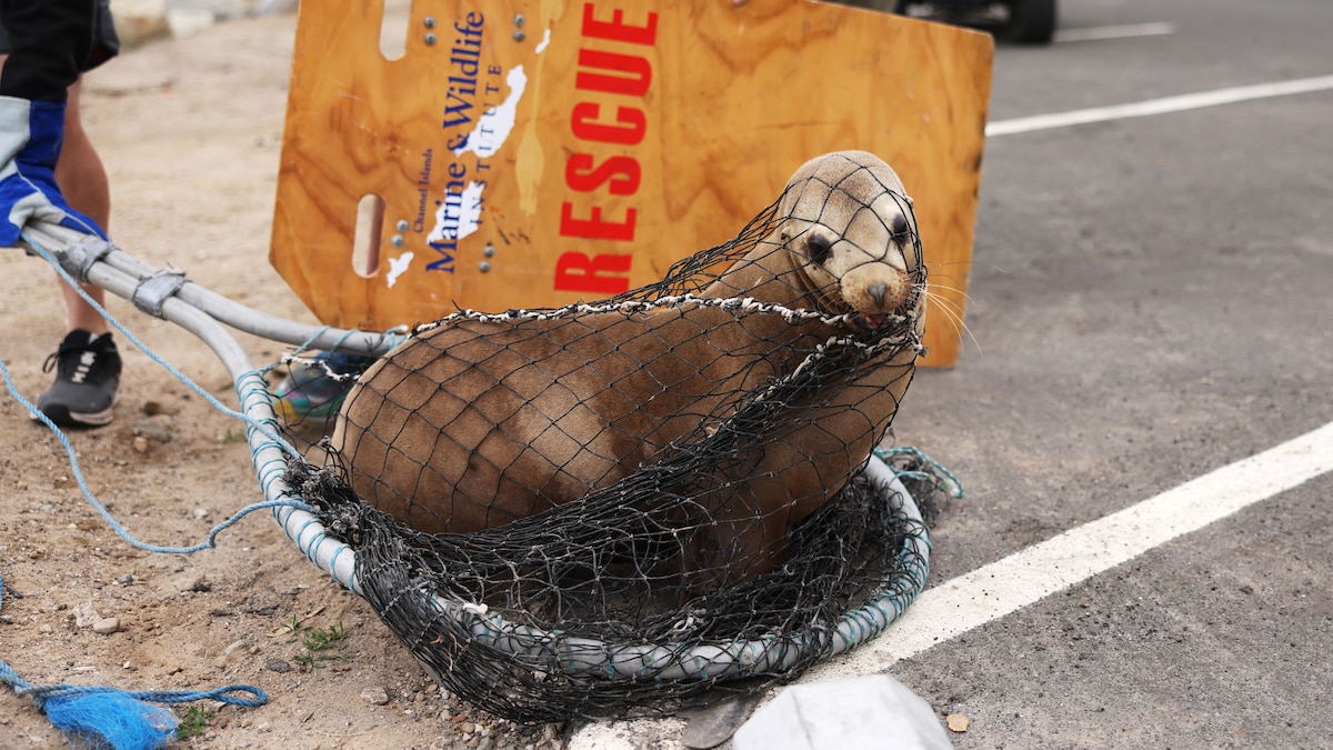 California’s sea lions aren’t really ‘demonic’—they’ve been poisoned