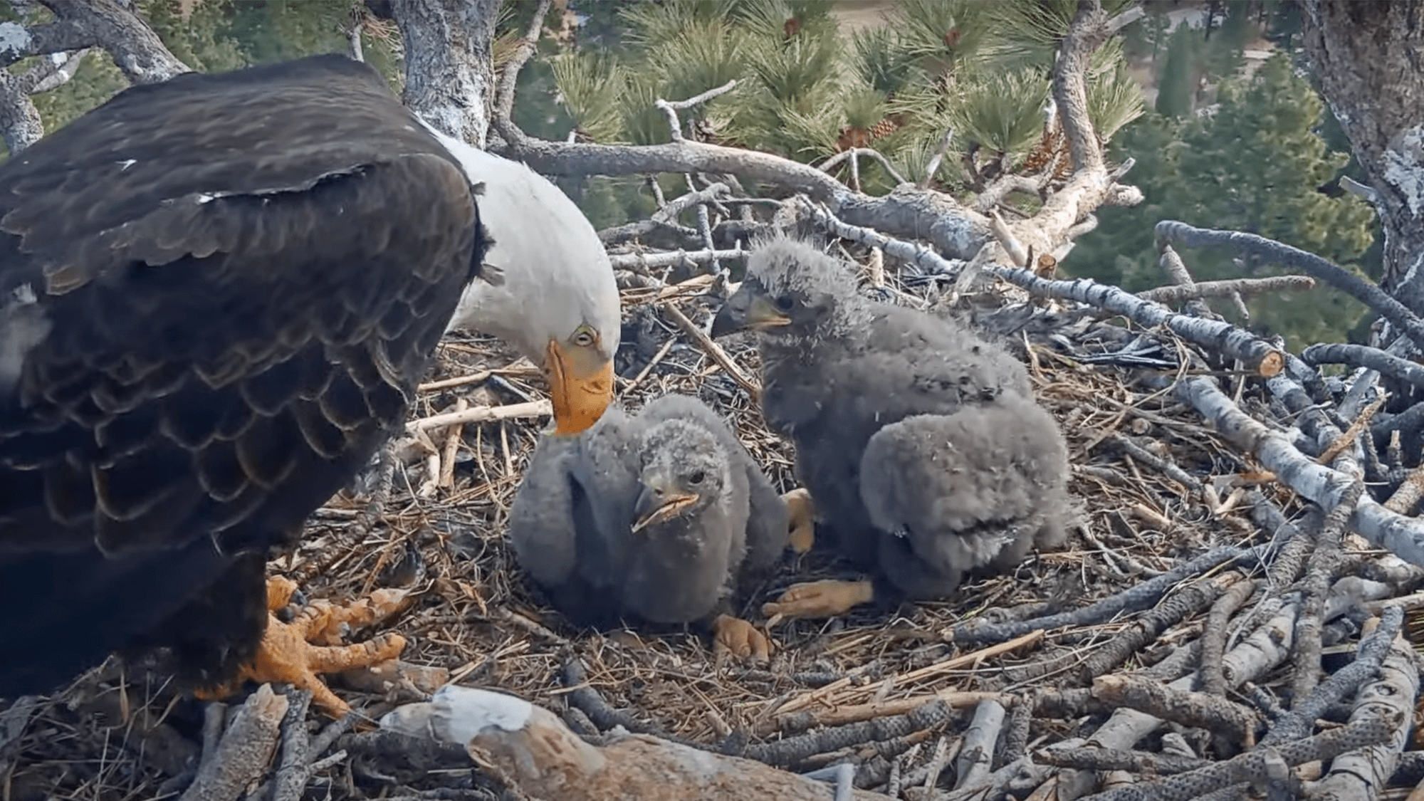 Jackie and Shadow’s eaglets officially named: Meet Sunny and Gizmo