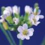 Plants engineered for optimal biofuel production