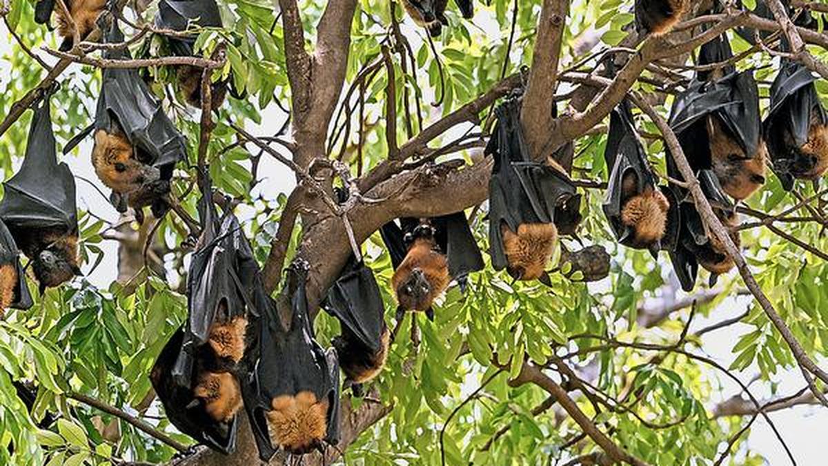watch-out-for-symptoms-of-nipah-virus-infection,-no-need-to-panic,-says-directorate-of-public-health