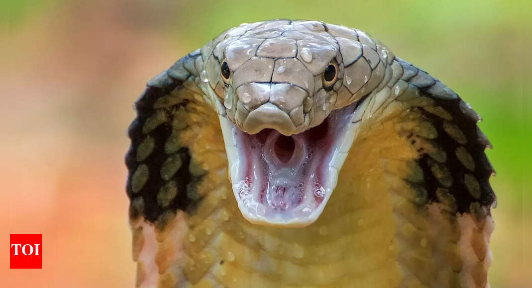 6 snakes that use extraordinary defence tactics to protect themselves