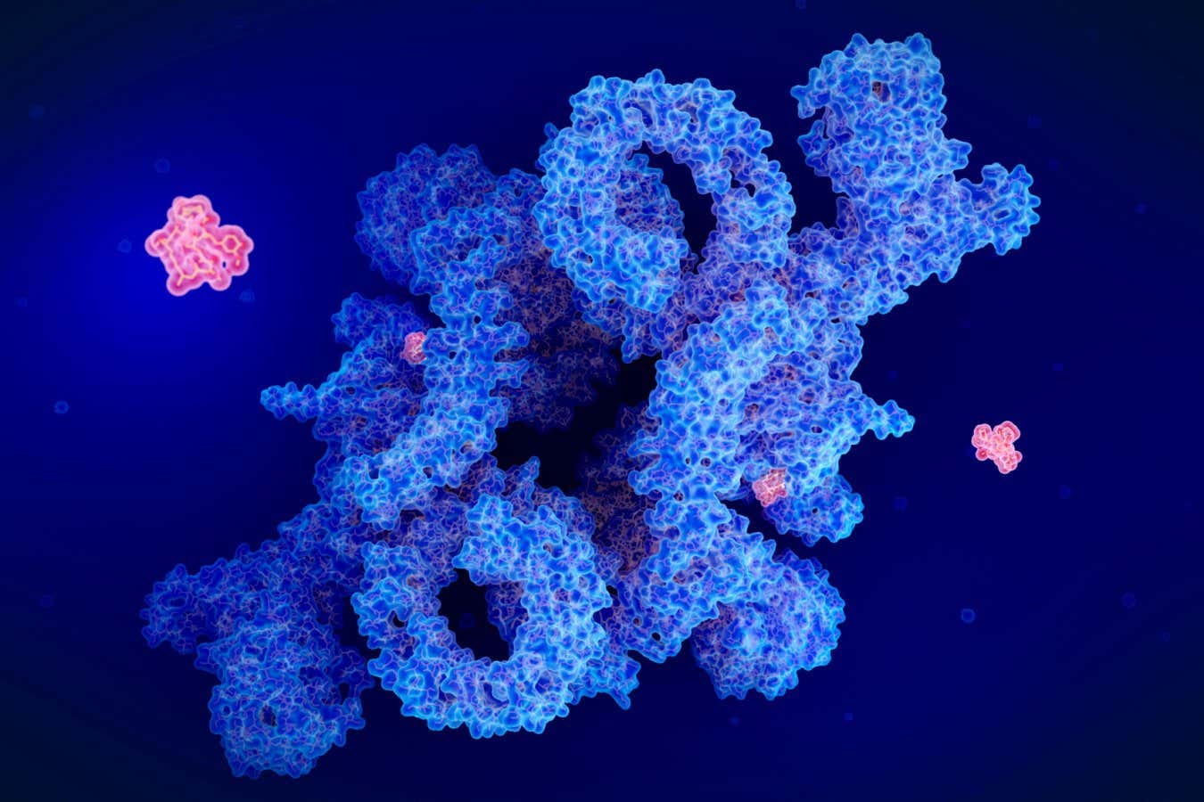 Rapamycin may extend lifespans by protecting against DNA damage
