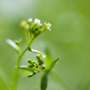 Genetic mechanism reveals how plants coordinate flowering with light and temperature conditions