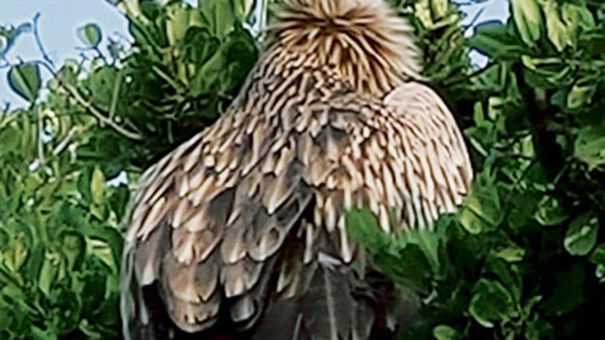 india’s-first-vulture-conservation-portal-launched-in-assam