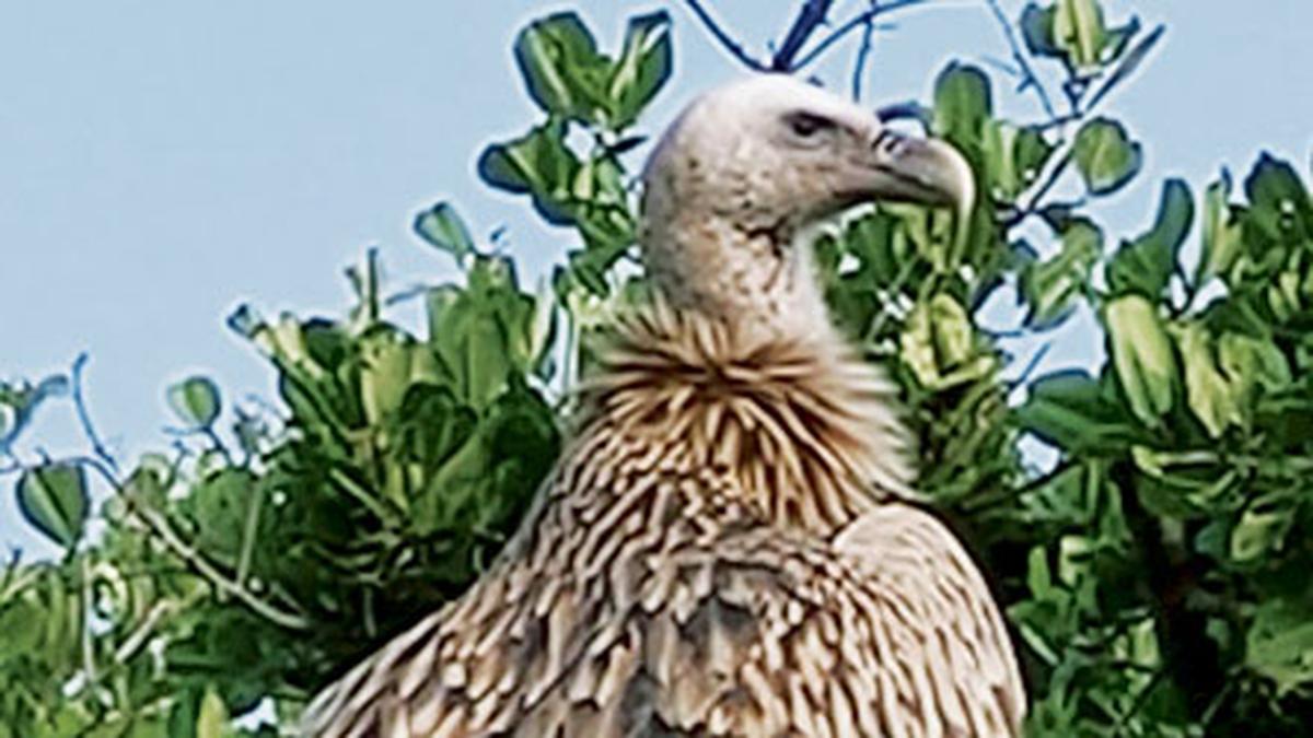 india’s-first-vulture-conservation-portal-launched-in-assam