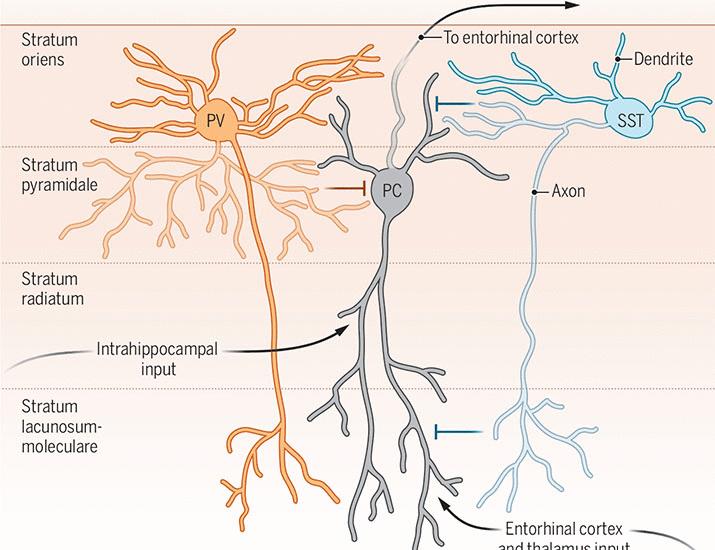 Do inhibitory interneurons encode information or just keep the rhythm? | Science