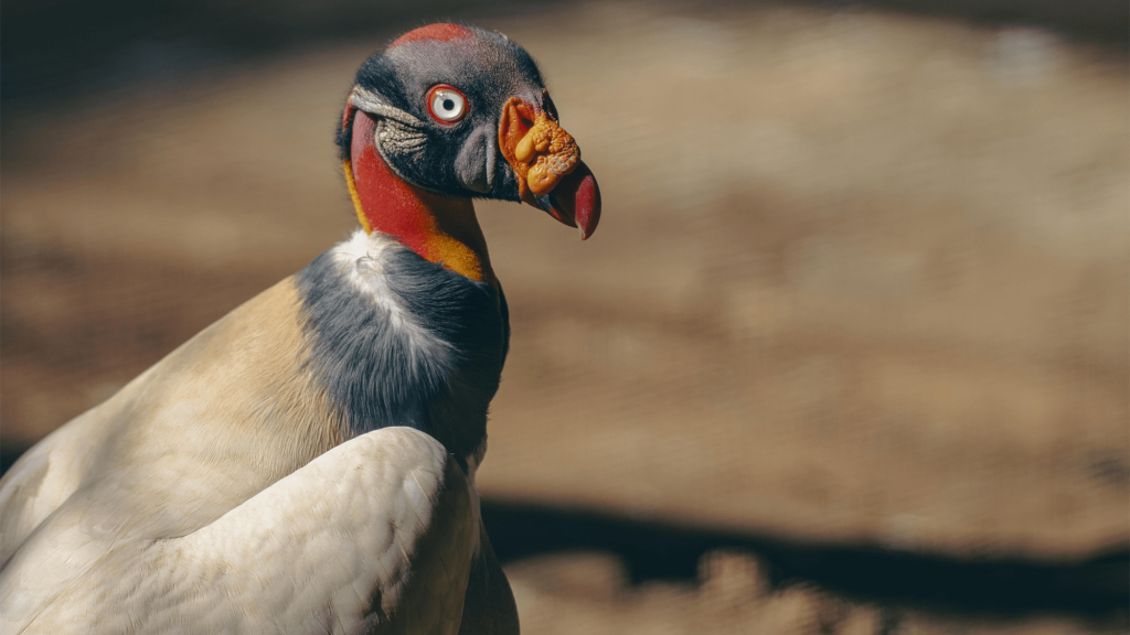 11 majestic photos of vultures for International Vulture Awareness Day