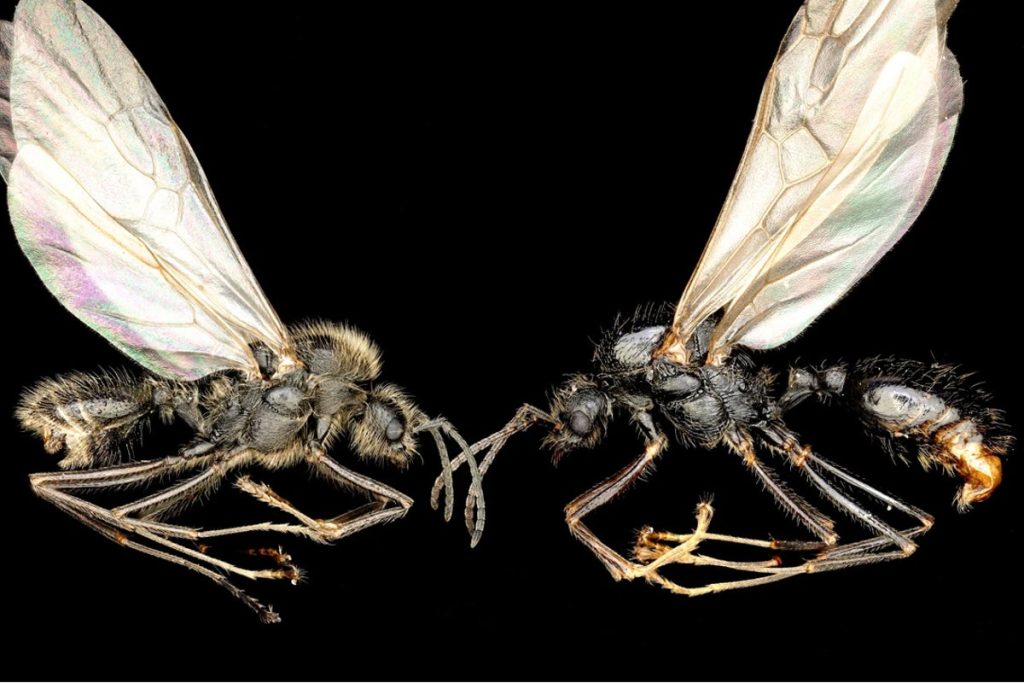 Ant Queens Birth Hybrid Offspring Using Another Species’ Sperm