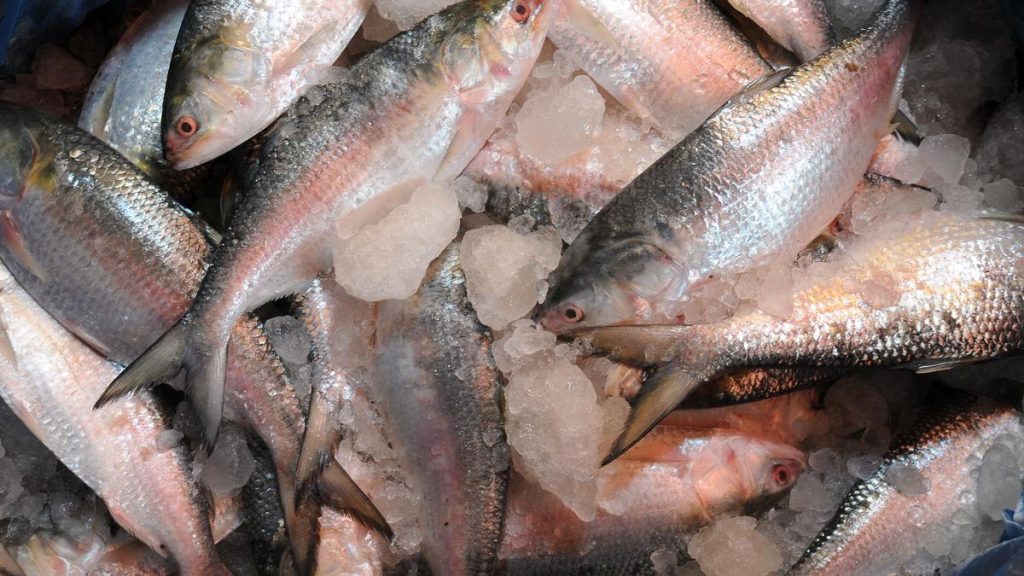 Bangladesh Gifts 1,200 Tonnes of Hilsa to India for Festive Season