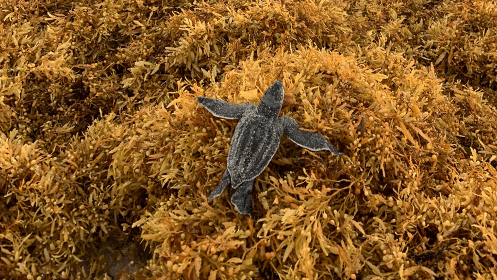 Sea turtle hatchlings struggle through a smelly seaweed maze