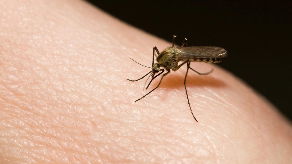 Mosquitos seem to like beer drinkers who recently had sex