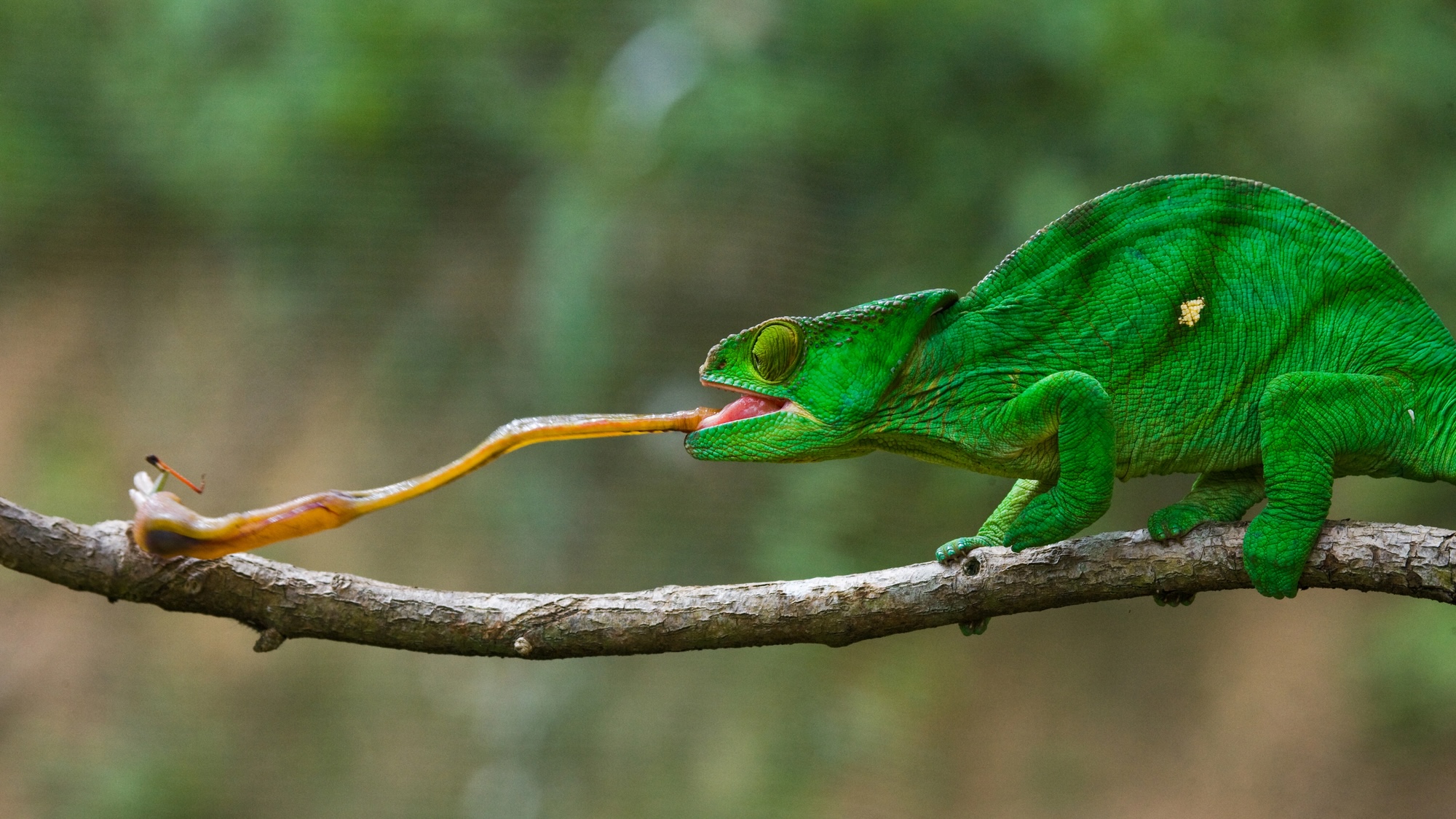 A chameleon’s ‘ballistic tongue’ may inspire blood clot-clearing robots