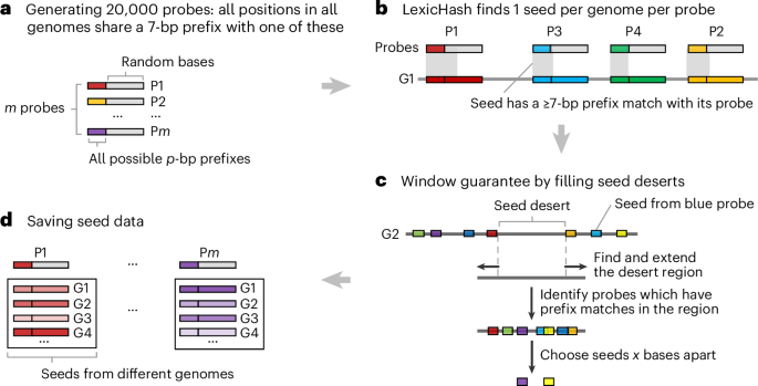 Efficient sequence alignment against millions of prokaryotic genomes with LexicMap