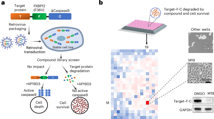 A phenotypic screen enables high-throughput target-first discovery of molecular glue degraders