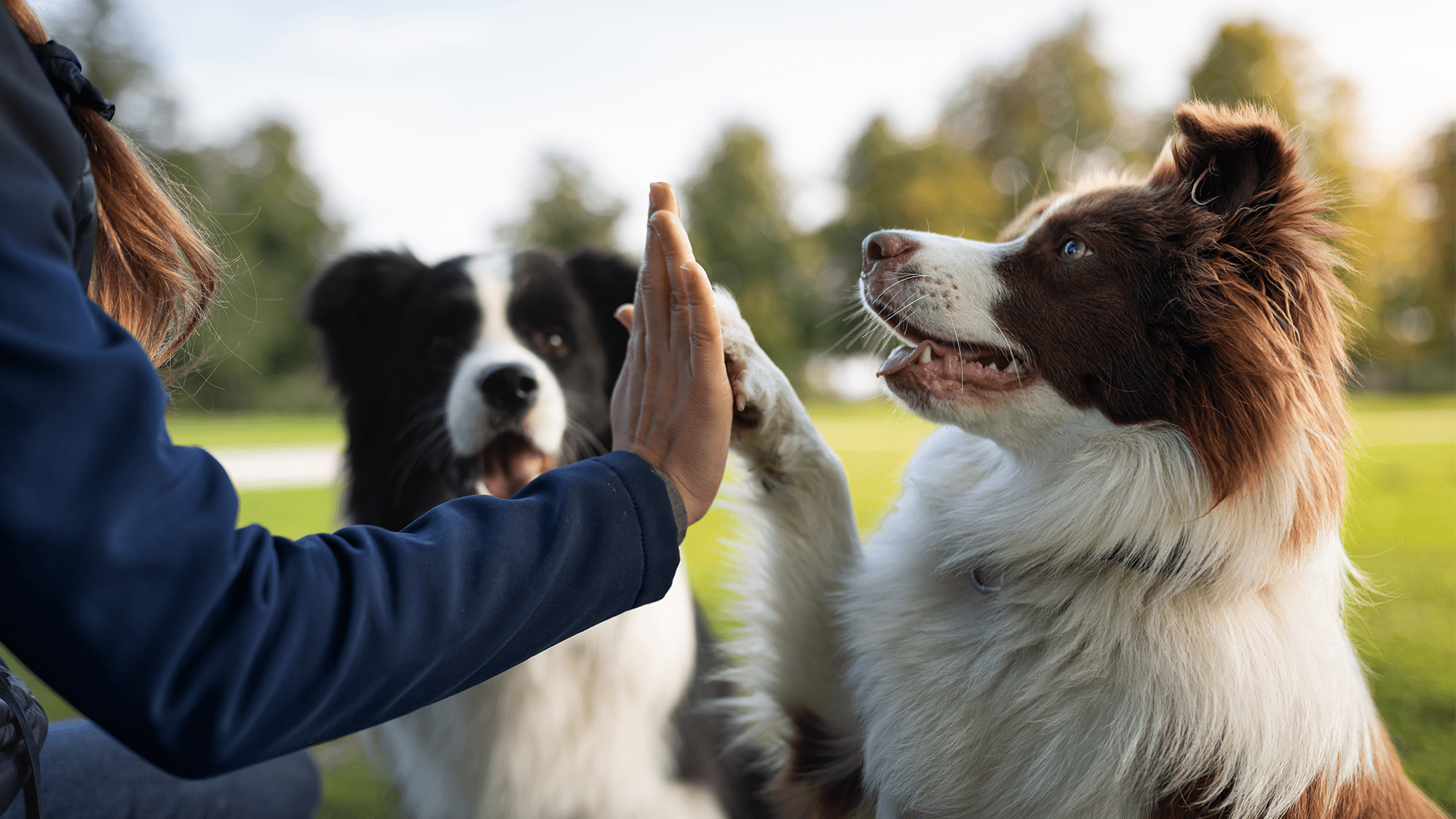 Pandemic life left its mark on dogs
