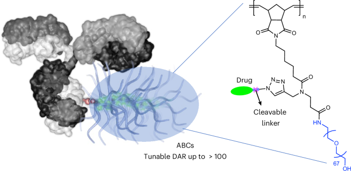 Antibody–bottlebrush prodrugs pack a punch for targeted cancer therapy