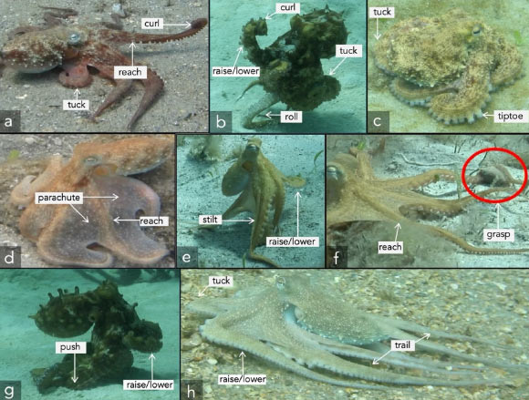 Octopuses Tend to Use Particular Arm, or Arms, for Specific Tasks