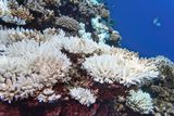 The Great Barrier Reef Experiences Largest Annual Decline in Nearly 40 Years