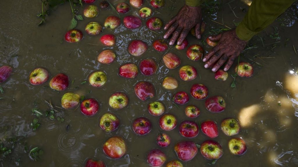 Relentless Rains Disrupt Kashmir's Apple Harvest