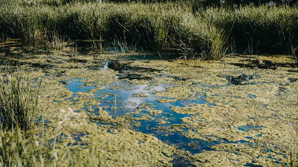 Flesh-eating bacteria are becoming more pervasive—here’s why