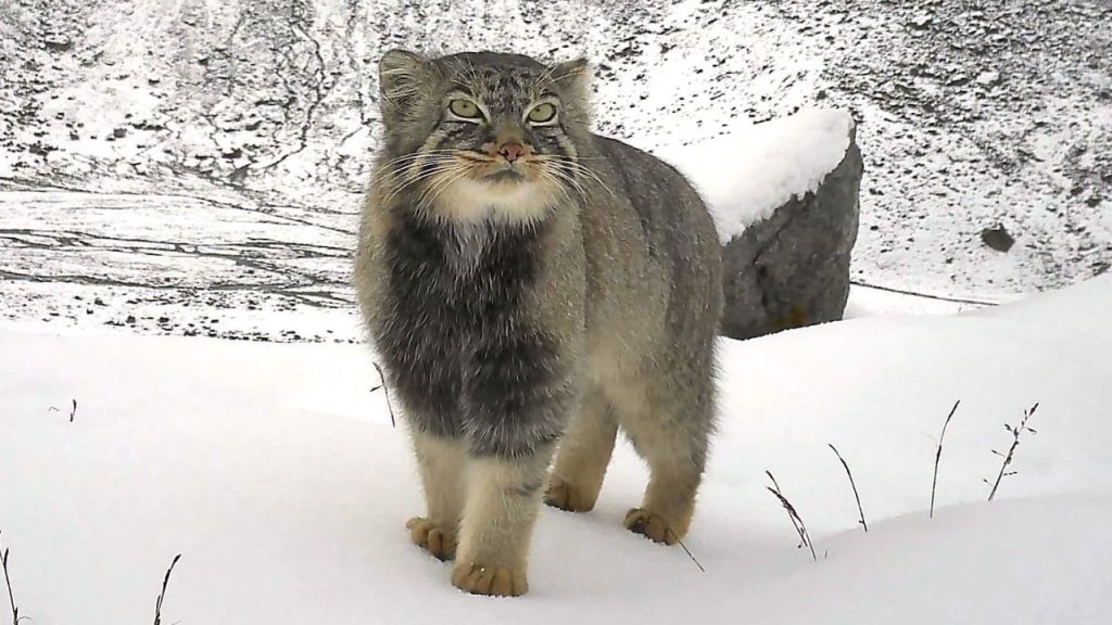 Grumpy-looking Pallas’s cat photographed by camera trap in stunning photo from eastern Himalayas