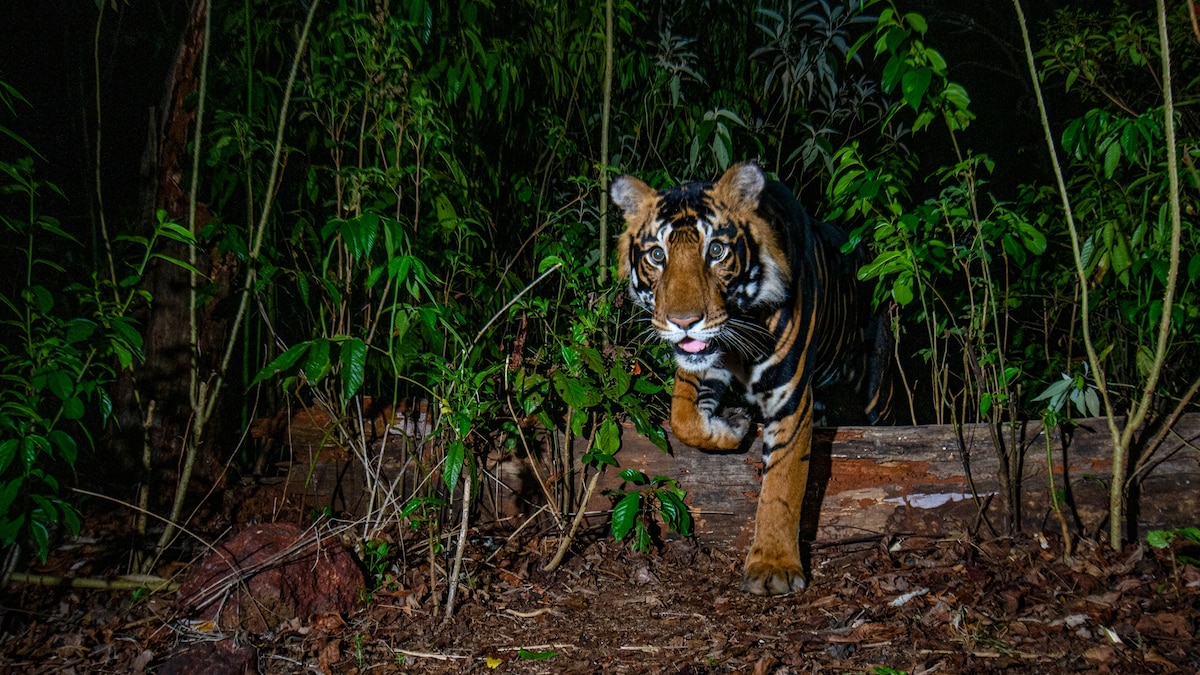 How I tracked a tiger for 120 days to get the perfect National Geographic cover shot