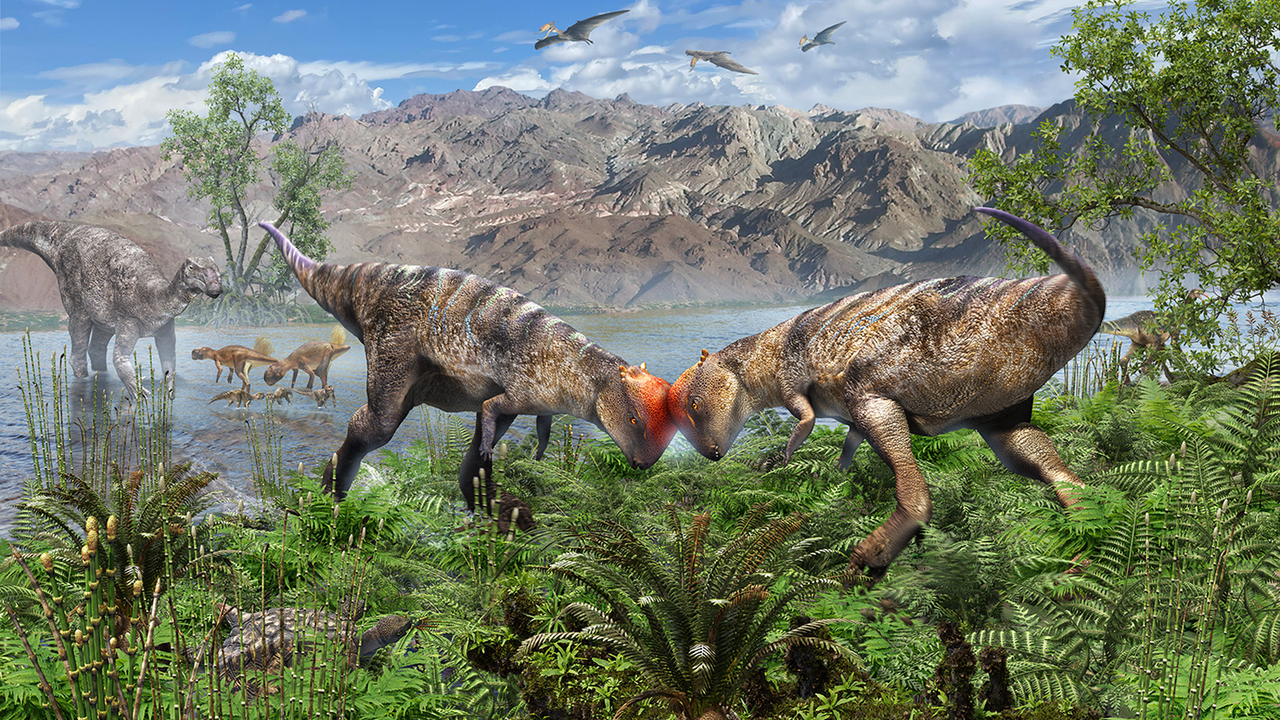 Oldest-known dome-headed dinosaur discovered sticking out of a cliff in Mongolia’s Gobi Desert