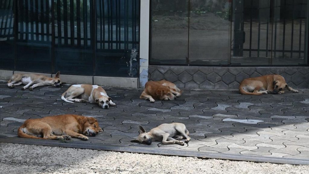 Animal Welfare Board Approves ABC Centre in Kerala's Thripunithura