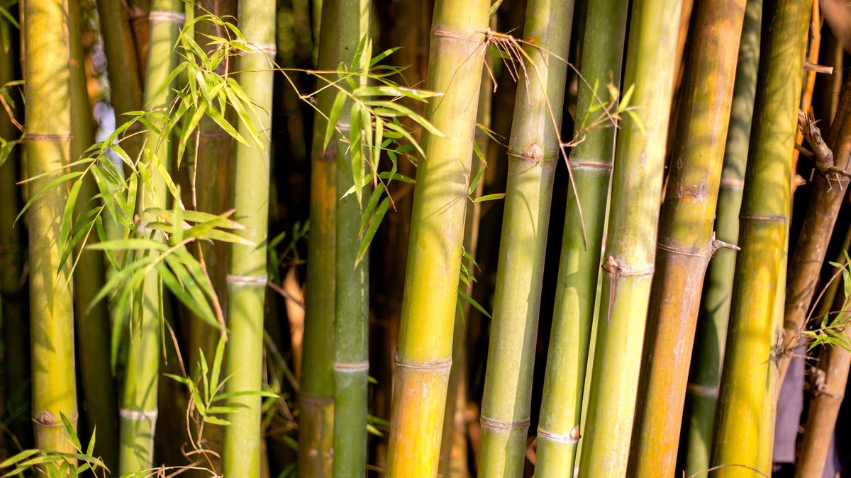 agenda-for-sustainable-bamboo-economy-set-at-assam-conclave